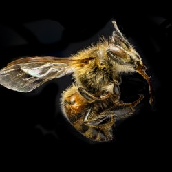 Store Macro 5L3A2775