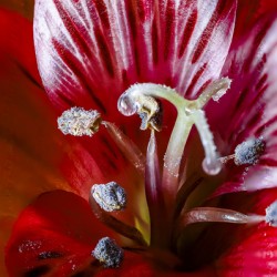 Store Macro 5L3A3662