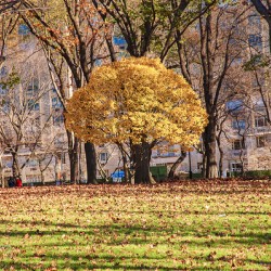 Store New York DSC 4114