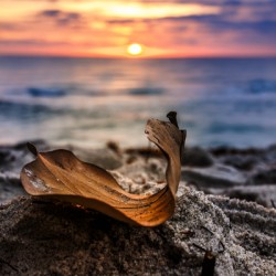 Store Dania Beach AE2A8654