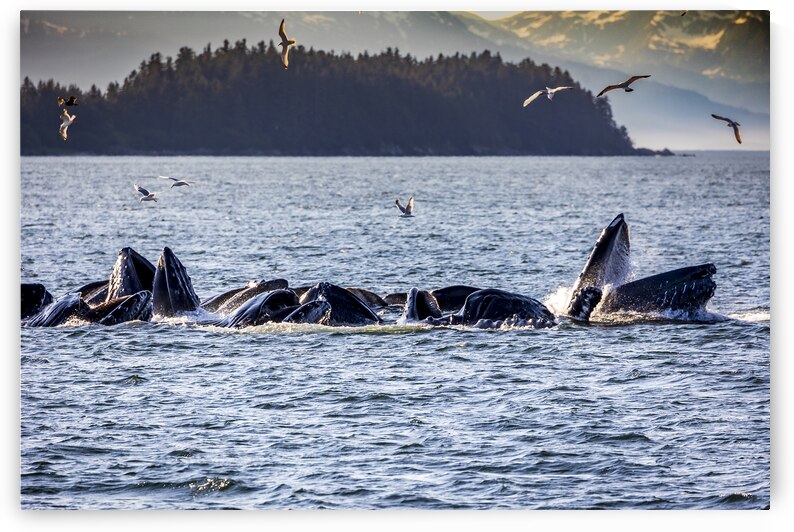 Alaska Whales by Tono Chavez