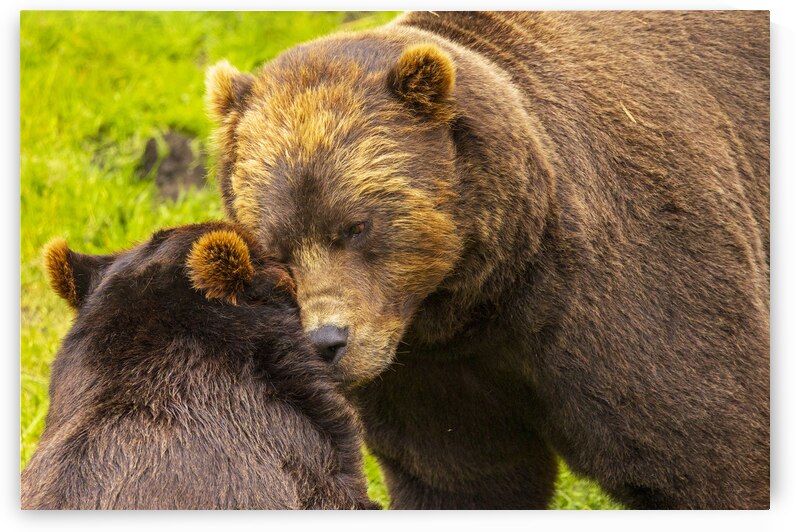 Alaska Bears by Tono Chavez