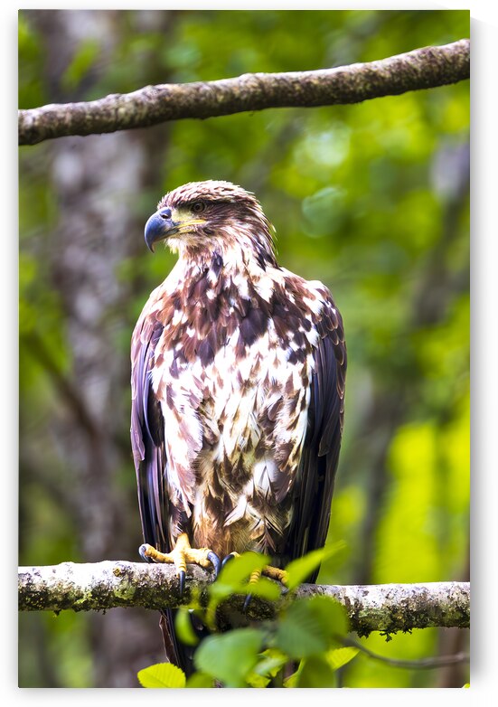 Alaska Juvenile Eagle by Tono Chavez