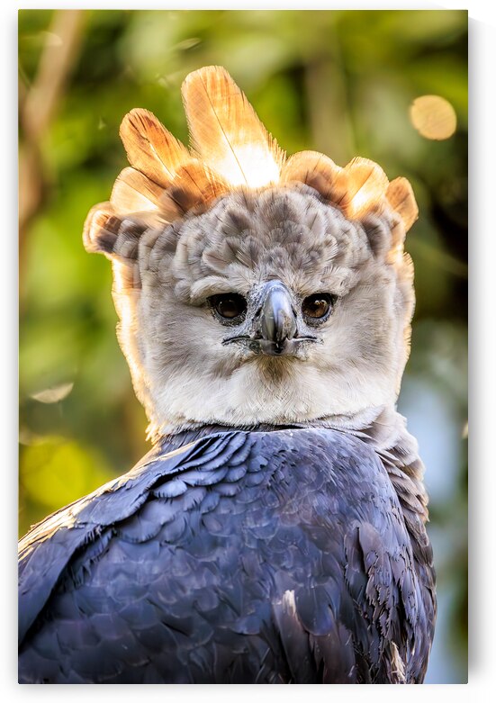 Harpy Eagle by Tono Chavez