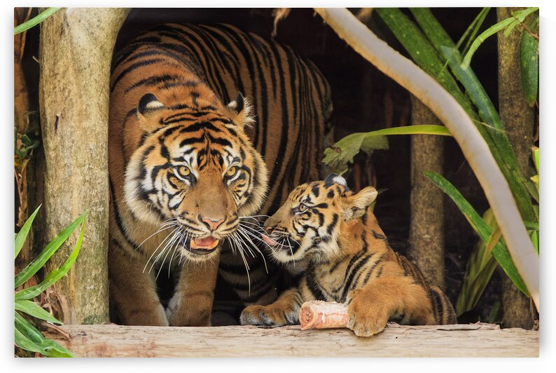 Tigers by Tono Chavez