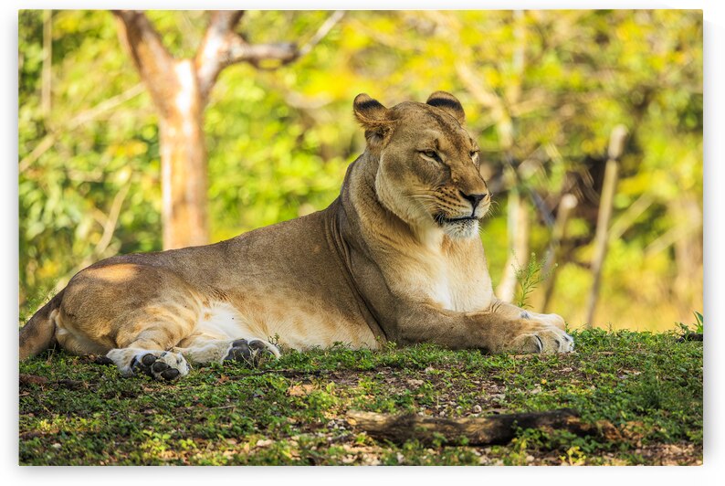 Lioness by Tono Chavez