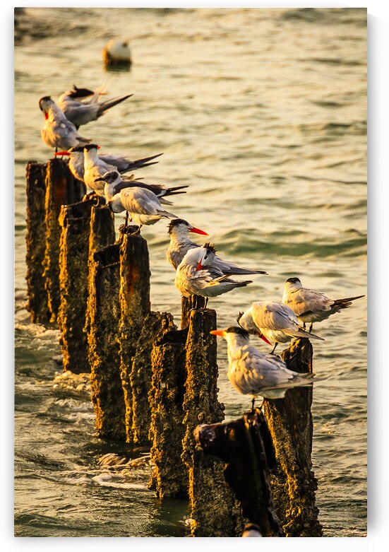 Birds at Sunrise by Tono Chavez