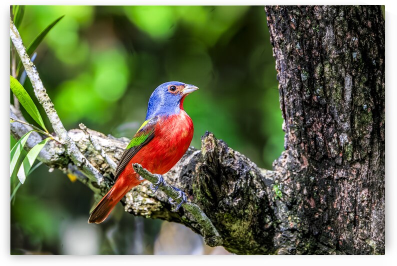 Painted bunting by Tono Chavez