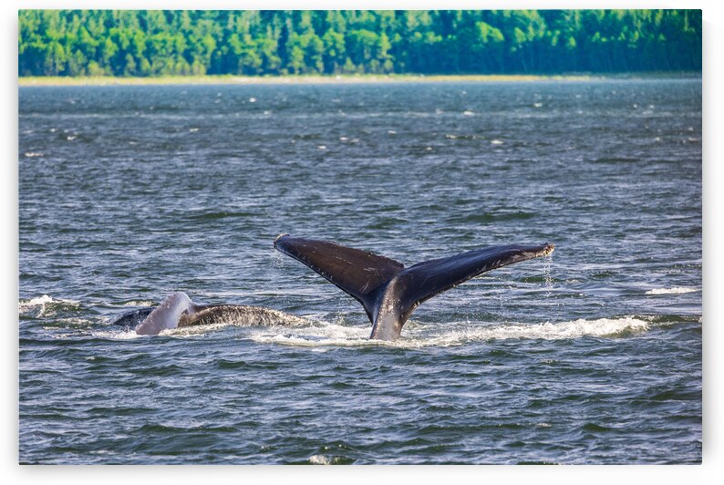 Store Alaska5L3A7728 by Tono Chavez