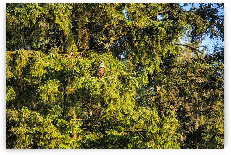 Store Alaska5L3A7987 by Tono Chavez