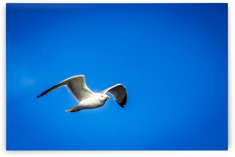 Store Alaska5L3A7673 by Tono Chavez