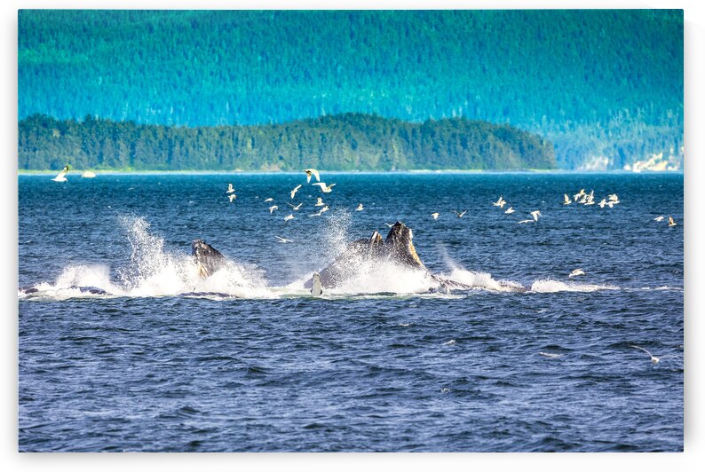 Store Alaska5L3A7688 by Tono Chavez