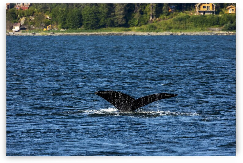 Store Alaska5L3A7652 by Tono Chavez