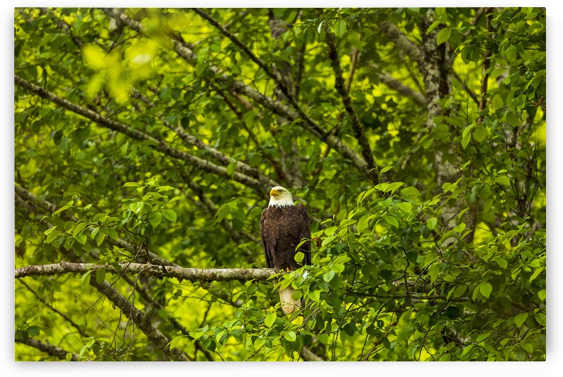 Store Alaska5L3A8325 by Tono Chavez