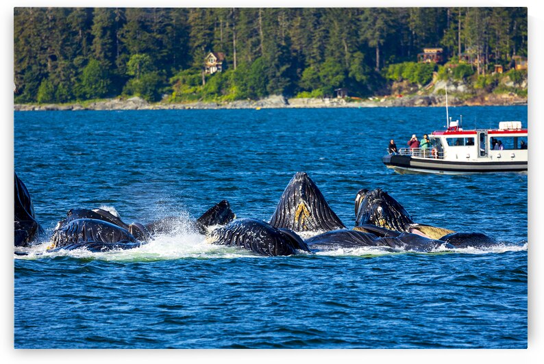 Store Alaska5L3A7546 by Tono Chavez