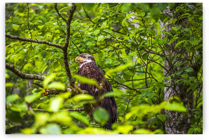 Store Alaska5L3A8248 by Tono Chavez