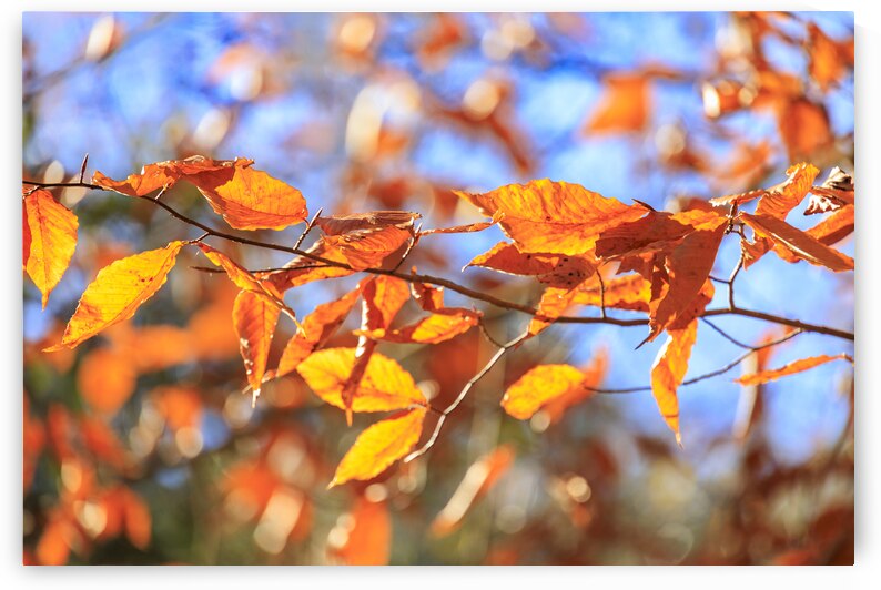 Store Georgia 5L3A0068 by Tono Chavez