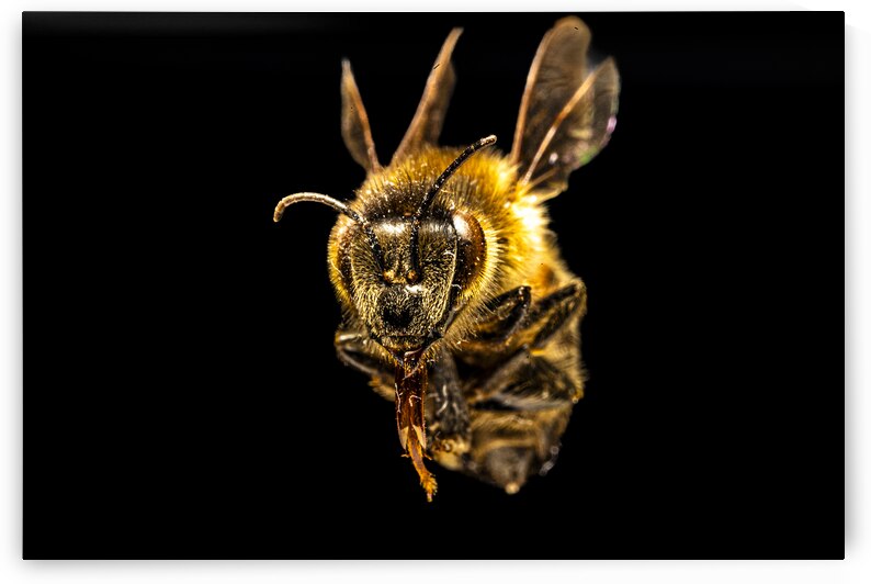 Store Macro 5L3A2752 by Tono Chavez