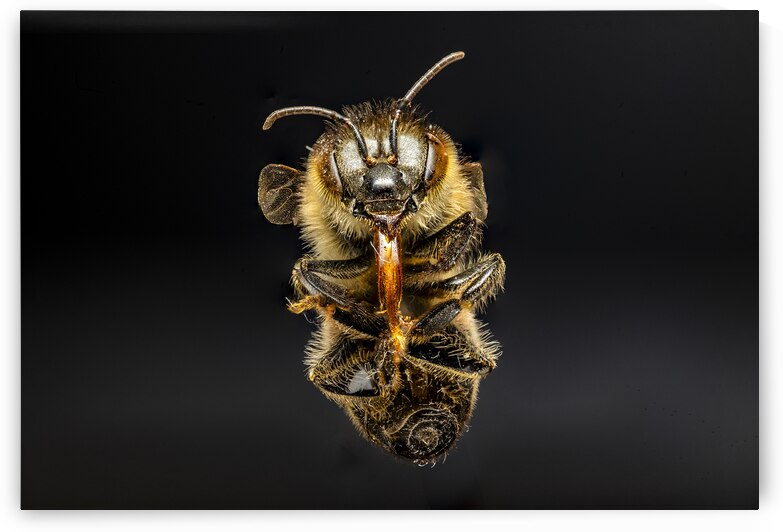 Store Macro 5L3A2811 by Tono Chavez