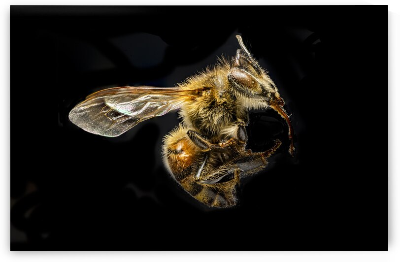 Store Macro 5L3A2775 by Tono Chavez