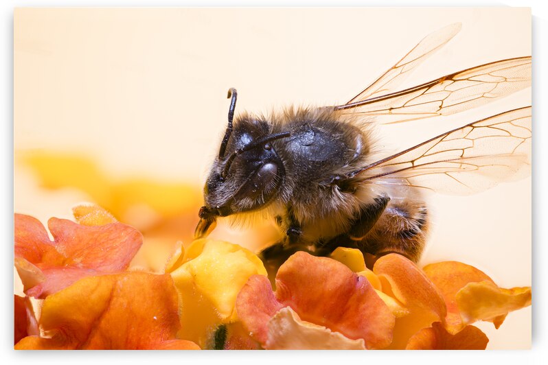 Store Macro 2024 06 16 by Tono Chavez