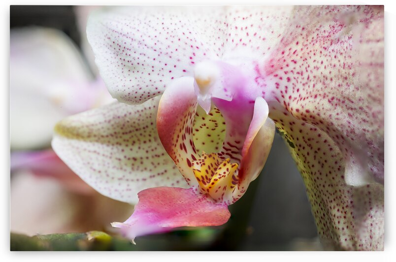 Store Macro 5L3A3626 by Tono Chavez