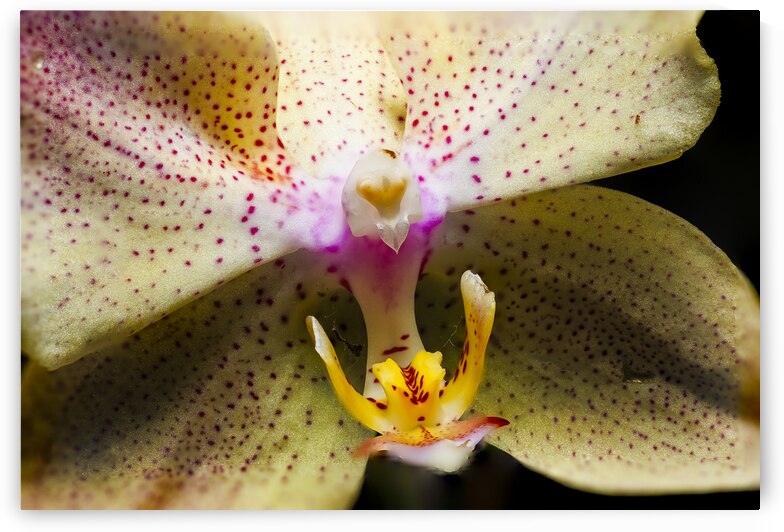 Store Macro 5L3A3617 by Tono Chavez