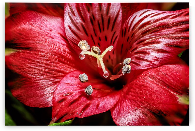 Store Macro 5L3A3569 by Tono Chavez