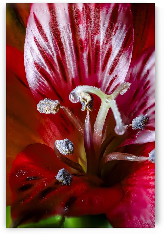 Store Macro 5L3A3662 by Tono Chavez