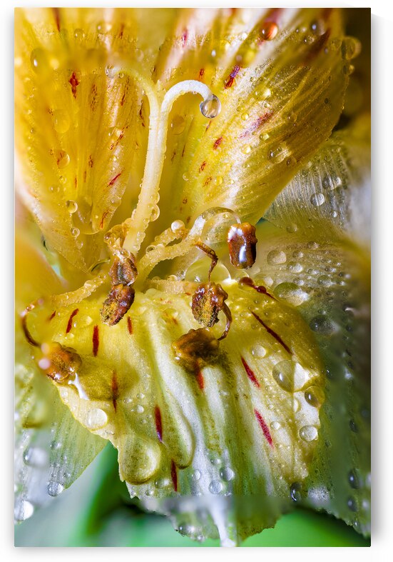 Store Macro 5L3A3699 by Tono Chavez