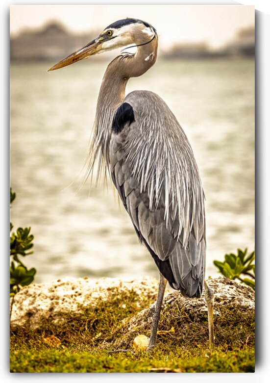 Store Key Biscayne AE2A9016 by Tono Chavez