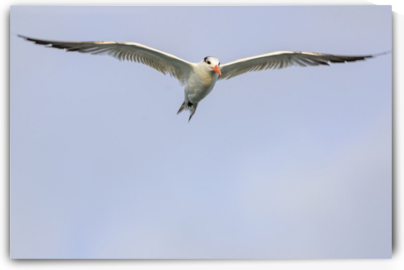 Store Dania Beach AE2A8747 by Tono Chavez