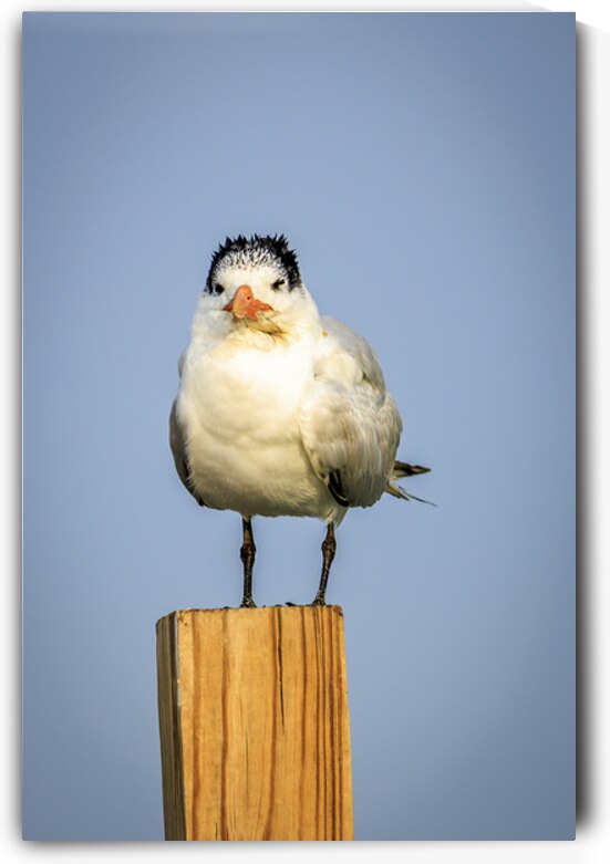 Store Dania Beach AE2A8826 by Tono Chavez