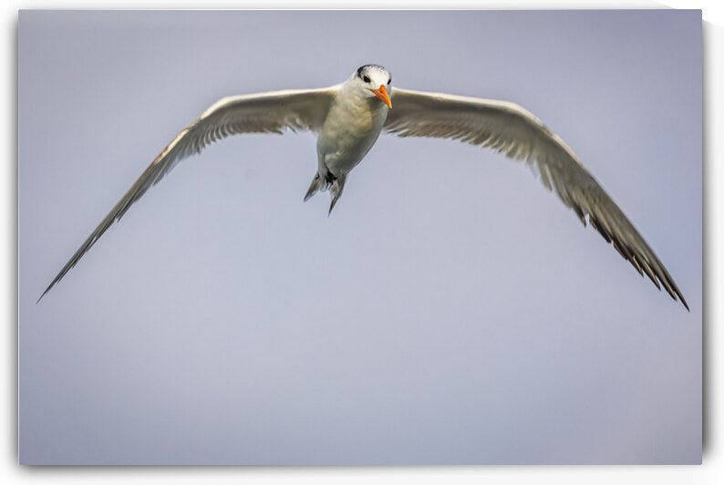 Store Dania Beach AE2A8748 by Tono Chavez