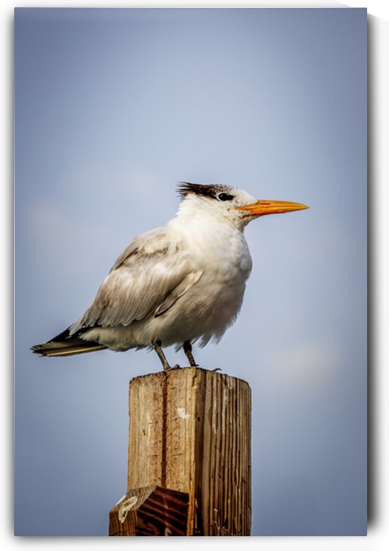 Store Dania Beach AE2A8709 by Tono Chavez