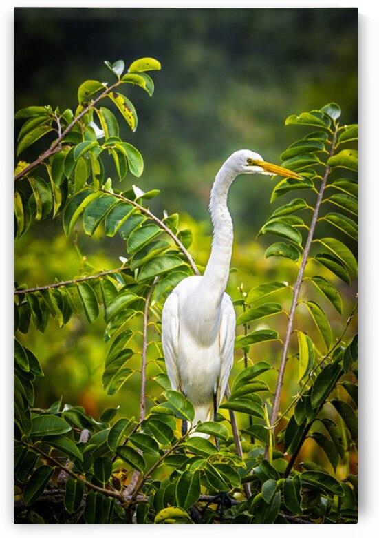 Wildlife 2 by Tono Chavez