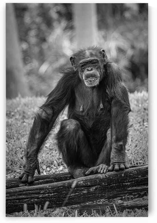 Wildlife 5 by Tono Chavez