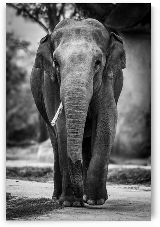 Wildlife 9 by Tono Chavez