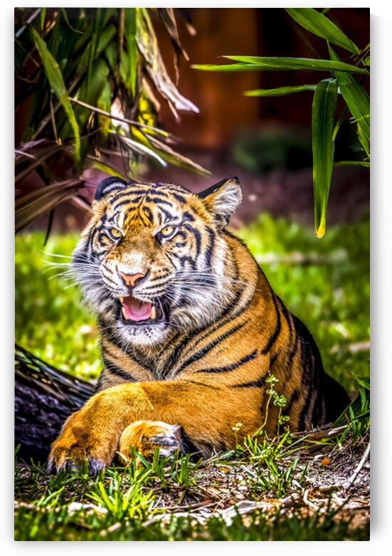 Wildlife 8 by Tono Chavez