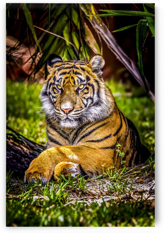 Wildlife 10 by Tono Chavez