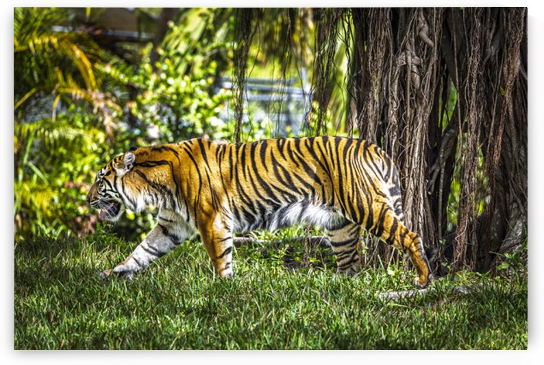 Wildlife 4 by Tono Chavez