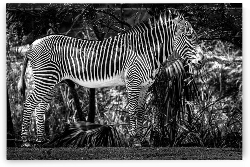 Wildlife 6 by Tono Chavez