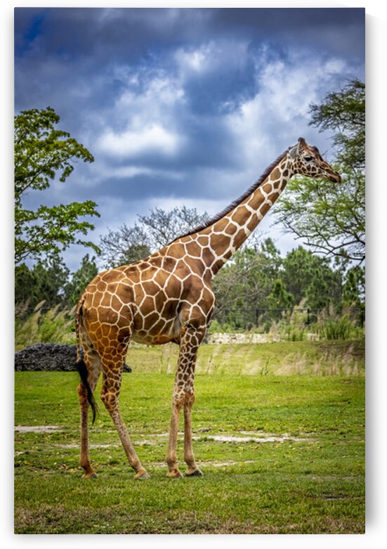 Wildlife 7 by Tono Chavez