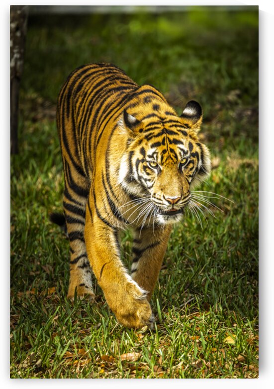 Wildlife 3 by Tono Chavez