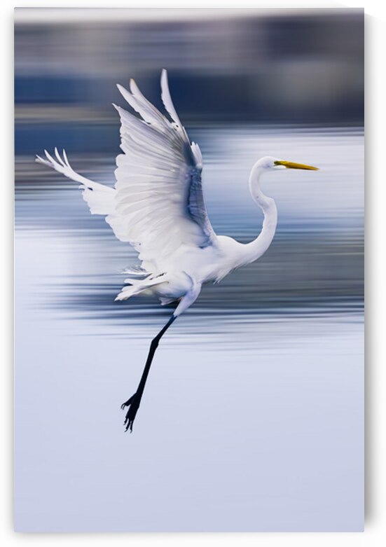 Wildlife 1 by Tono Chavez