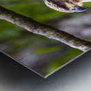 Alaska Juvenile Eagle Metal print