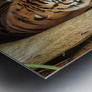 Tigers Metal print