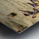 Birds at Sunrise Metal print