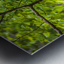 Store Alaska5L3A8248 Metal print