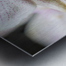 Store Macro 5L3A3626 Metal print